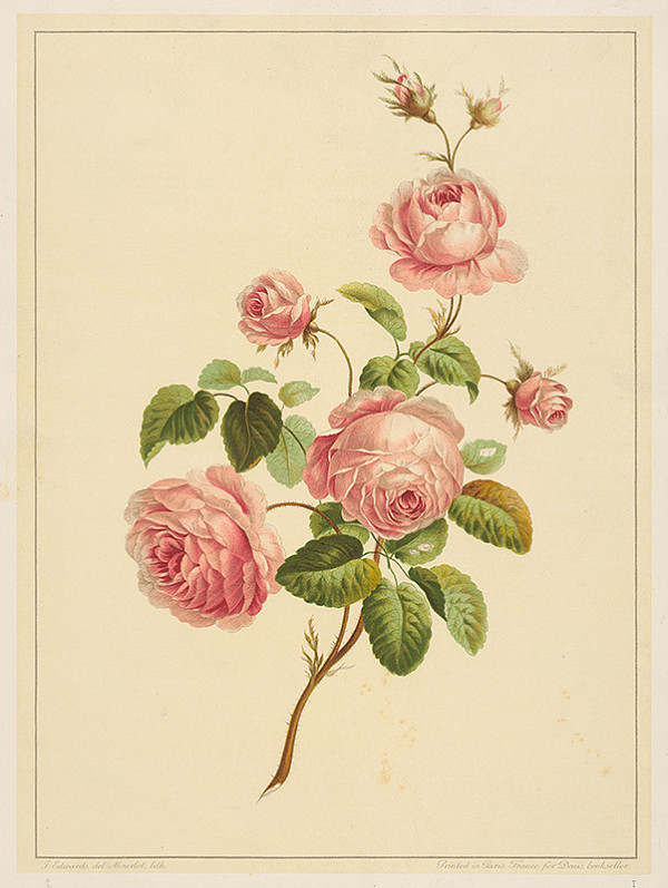 Alphonse Jean Baptista Mourlot, F. Edwards – Šípová ruža 