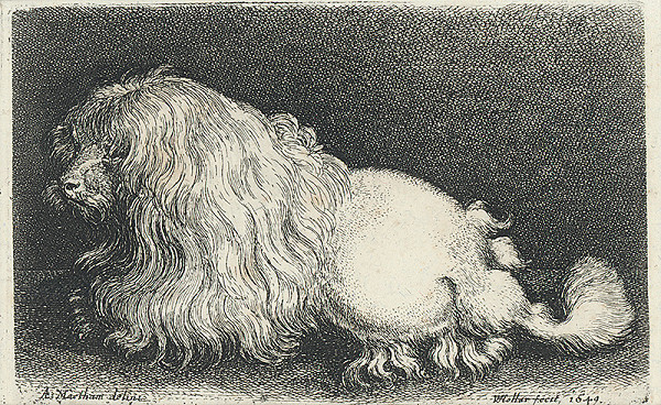 Václav Hollar, A. Maetham – Boloňský psík 