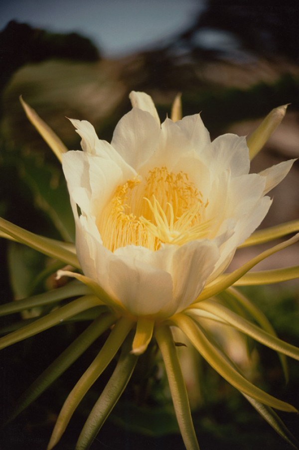 Robert Vano – Bez názvu