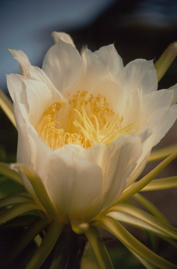 Robert Vano – Bez názvu