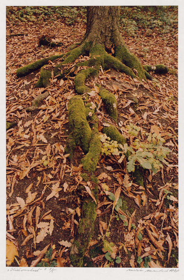 Marián Manduch – Severné korene 