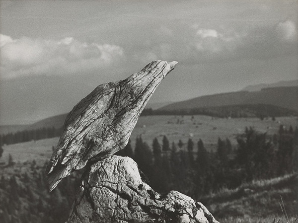 Martin Martinček – Divý holub 