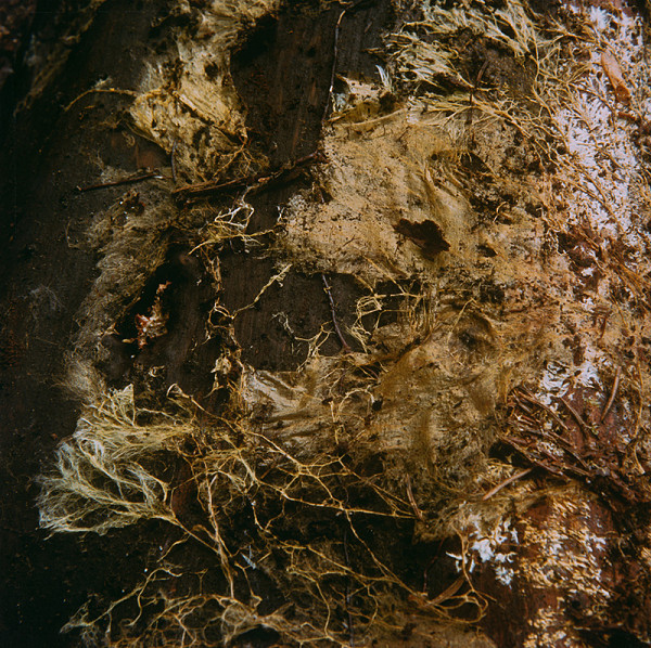 Martin Martinček – Tajomstvo hory,  z cyklu farebných fotografií, 15 ks 