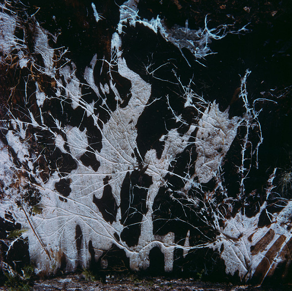 Martin Martinček – Tajomstvo hory (Volavky) z cyklu farebných fotografií, 15 ks 