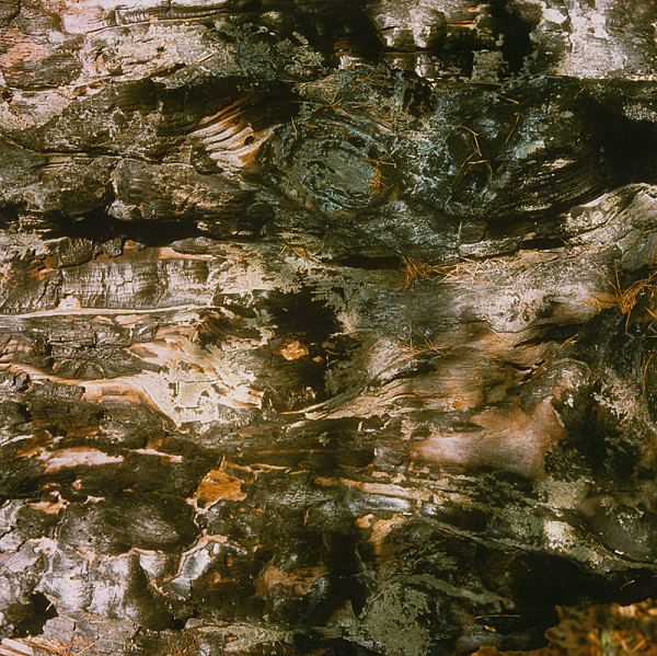 Martin Martinček – Farebné zátišie z cyklu Tajomstvo hory 