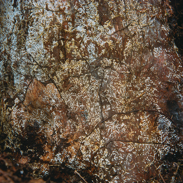 Martin Martinček – Perský koberec z cyklu Tajomstvo hory 