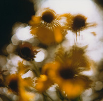 Martin Martinček – Rozkvitnutý deň IV. 