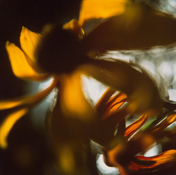 Martin Martinček – Rozkvitnutý deň VIII. 