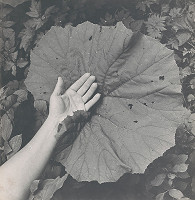 Michal Kern – Z cyklu Lopúchy alebo čiary života 