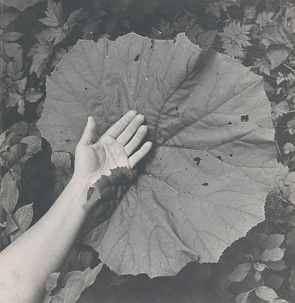 Michal Kern – Z cyklu Lopúchy alebo čiary života 