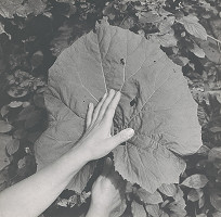 Michal Kern – Z cyklu Lopúchy alebo čiary života 