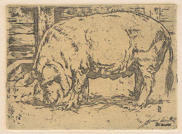 Johannes Brauer – Veľký brav 