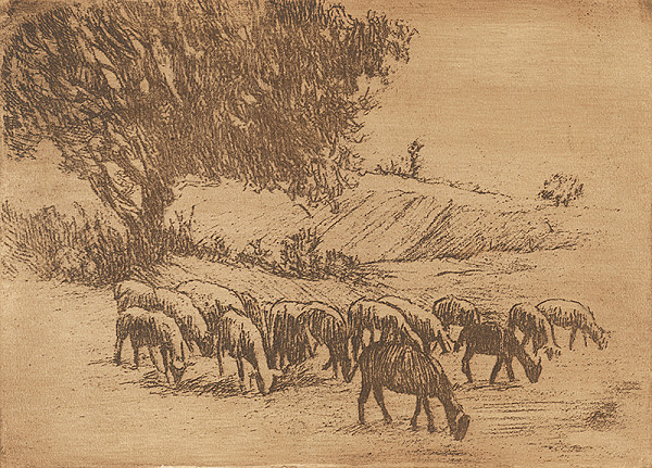 Viktor Hermély – Ovce 