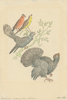 Aurel Kajlich – Tetrov 