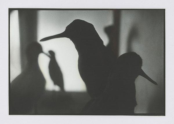 Peter Župník – Pozorovatelia 