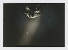 Peter Župník – Chatte noire 