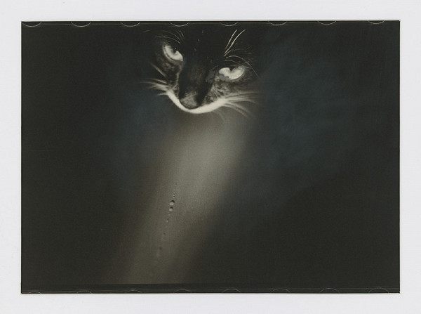 Peter Župník – Chatte noire 