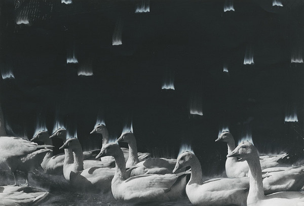 Peter Župník – Husi strácajú len perie 