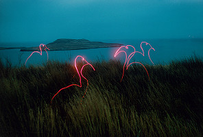 Róbert Kočan – Hitchcockové vtáky 