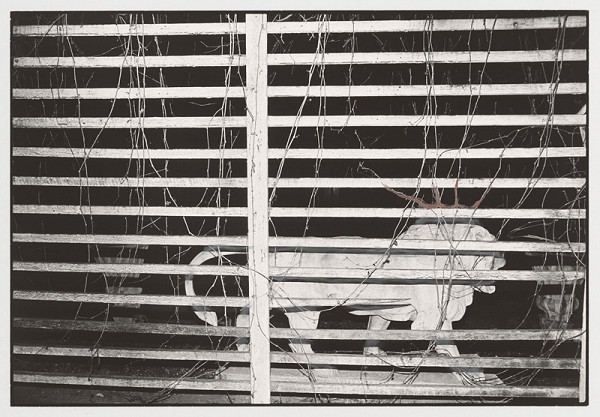 Peter Župník – Český lev