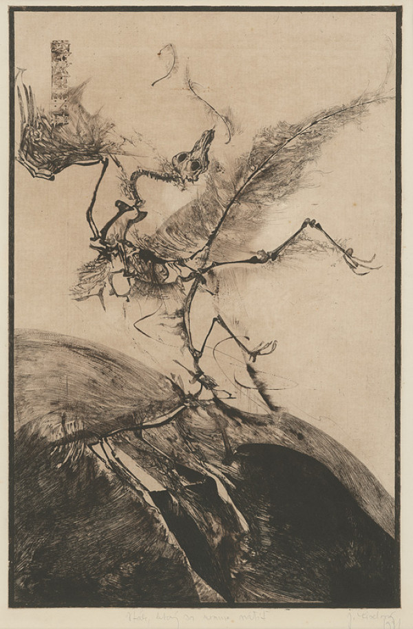 Jana Kiselová-Siteková – Vták, ktorý sa nesmie vrátiť 