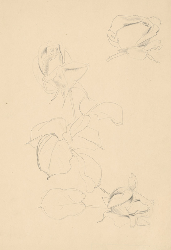 Emil Makovický – Ruže VI. 