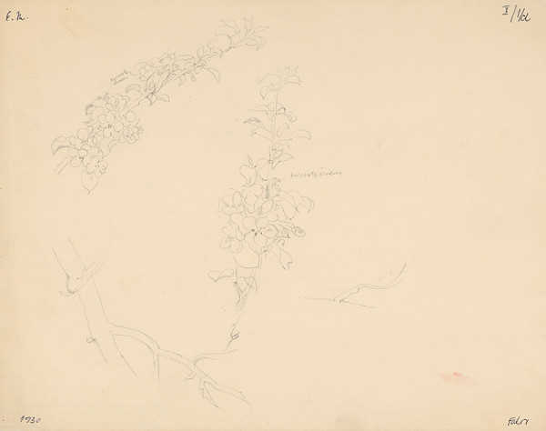 Emil Makovický – Štúdia kvitnúcich konárikov 