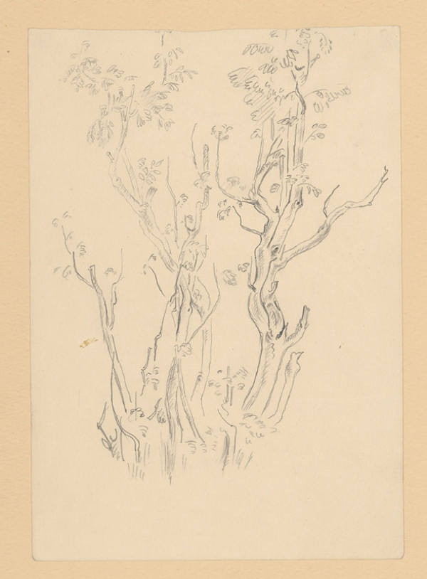 Emil Makovický – Štúdia stromov 