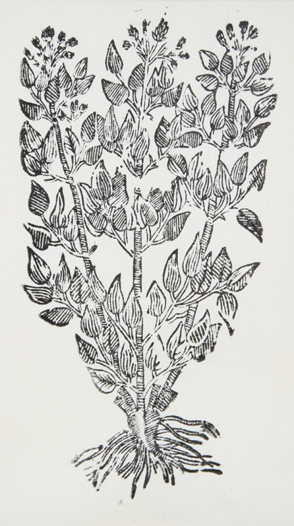 Neznámy autor – Rastlina 