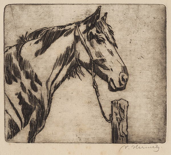 Viktor Hermély – Hlava koňa 