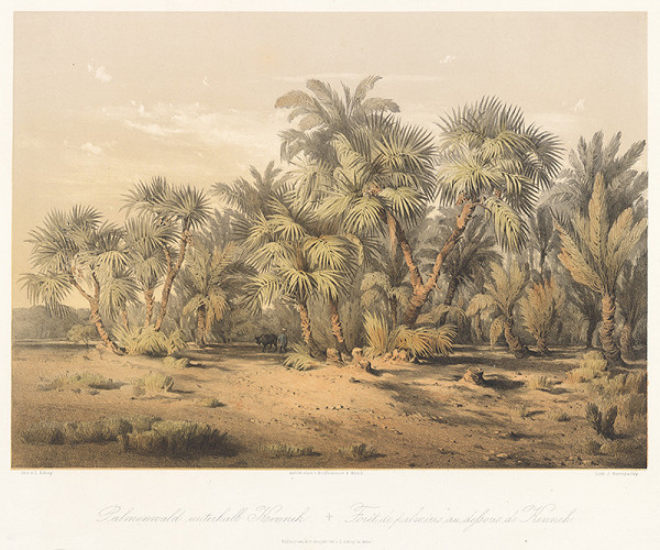 Karol Ľudovít Libay – Palmový les poniže Kenneh 