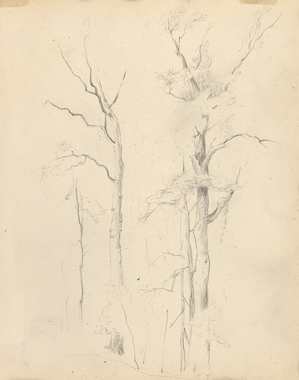 Ján Novák – Stromy 