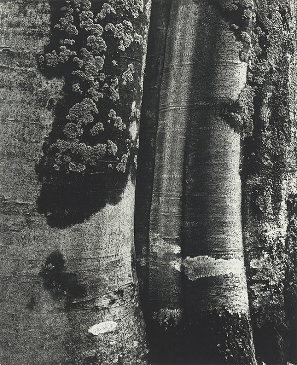 Martin Martinček – Z liptovských lesov I. 