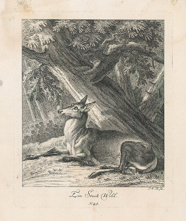 Johann Elias Ridinger – Ležiaci srnec 