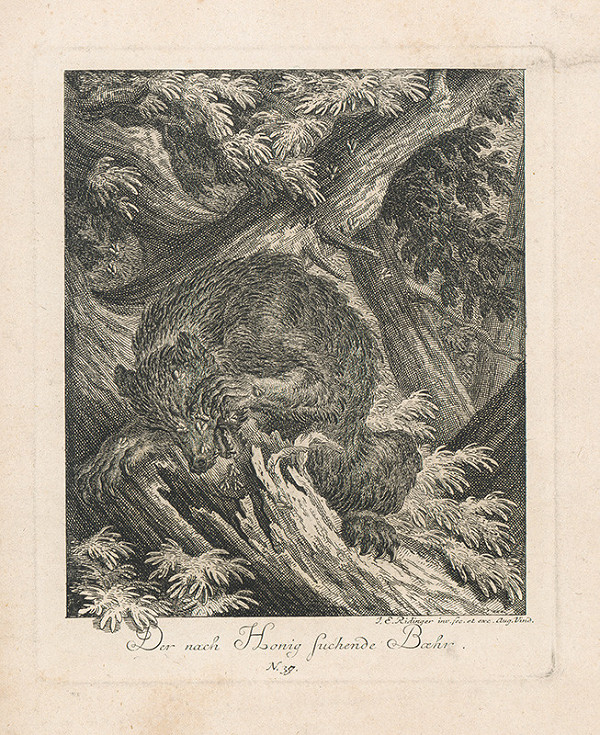 Johann Elias Ridinger – Medveď napadnutý včelami 