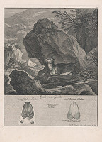 Johann Elias Ridinger – Kamzík 