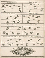 Johann Elias Ridinger – Stopy zvierat 
