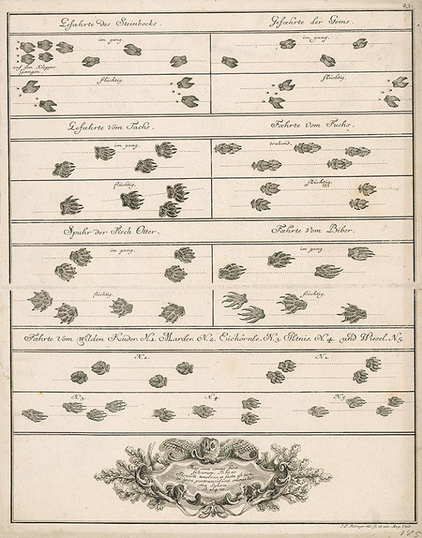 Johann Elias Ridinger – Stopy zvierat 