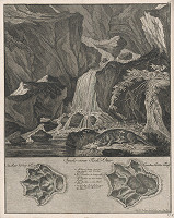 Johann Elias Ridinger – Ondatra 