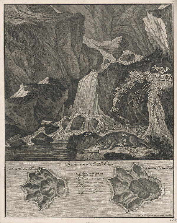 Johann Elias Ridinger – Ondatra