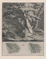 Johann Elias Ridinger – Jazvec 