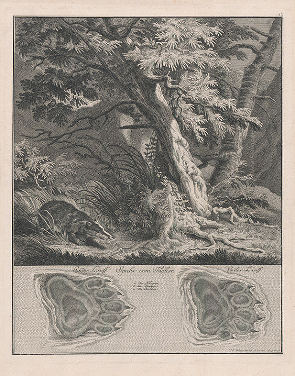 Johann Elias Ridinger – Jazvec 