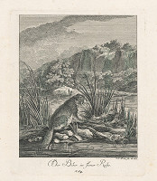 Johann Elias Ridinger – Odpočívajúci bobor 