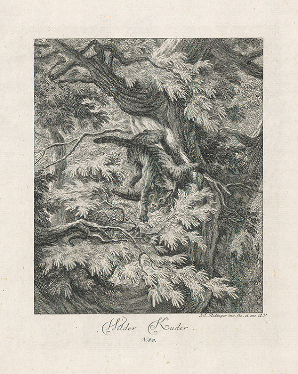 Johann Elias Ridinger – Divá mačka 
