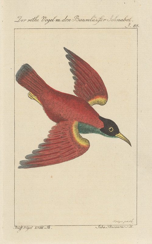 Johann Georg Schmidt – 7.ilustrácia 