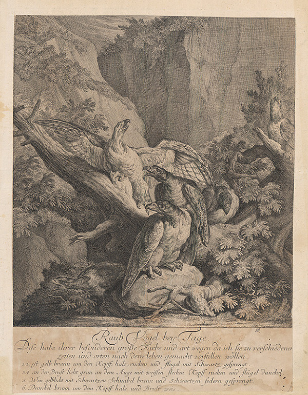 Johann Elias Ridinger – Draví skalní vtáci 