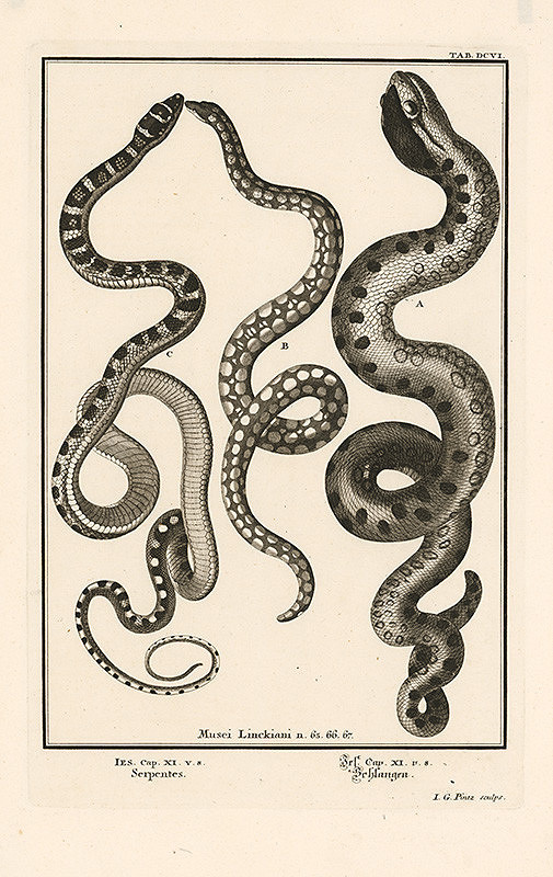 Johann Melchior Füssli, Johann Georg Pintz – Tri hady 