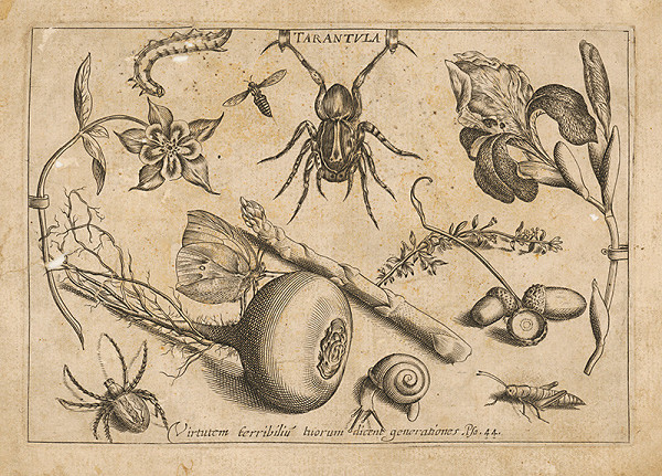 Joris Hoefnagel – Hmyz a drobné predmety (naturalia) 