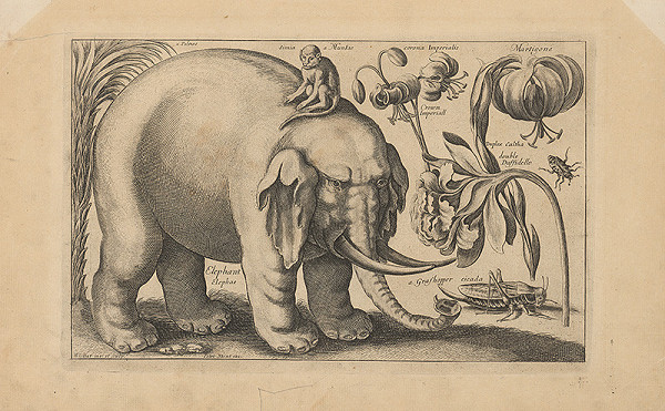 Václav Hollar, Peter Stent – Slon 