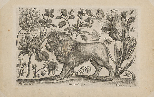 Václav Hollar, John Dunstatt – Lev 